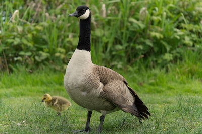 goose and gosling